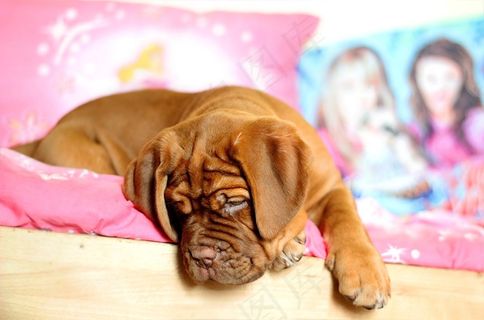 小狗，Dogue De Bordeaux，波尔多，狗，女性，她