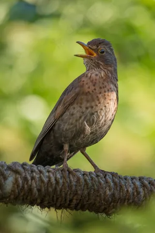 黑鸟，鸟，黑鸟女性，布朗，夏天