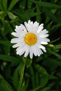 玛格丽特卡，花，花园，自然，植物，植物群