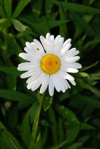 玛格丽特卡，花，花园，自然，植物，植物群