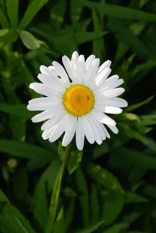 玛格丽特卡，花，花园，自然，植物，植物群