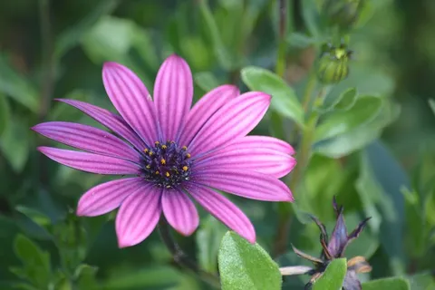 花,玛格丽特,开花,花瓣,开花,花园 花,玛格丽特,开花,花瓣,开花,花园