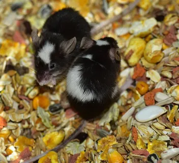 鼠标，彩色鼠标，食品，天堂，甜，驯服，可爱