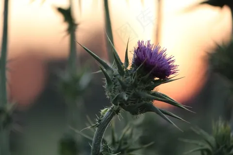 花，洋红色，盛开，植物，性质，夏天，绿色