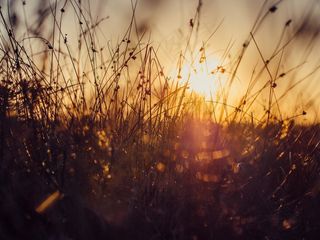 天空,麦田,芦花,芦苇,森林大火,日落太阳黄色草