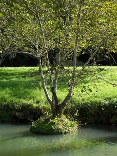 树,水,田野 树,水,田野