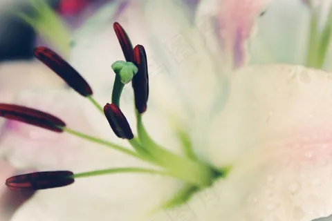 百合，白，开花，花，盛开，春天