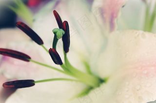 百合，白，开花，花，盛开，春天