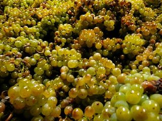 葡萄，葡萄酒，水果，农业，酿酒厂