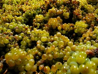 葡萄，葡萄酒，水果，农业，酿酒厂