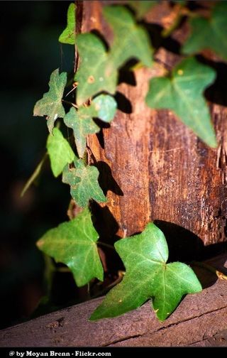 爬山虎,盆栽植物,屏幕截图,爬墙虎,花卉,绿叶
