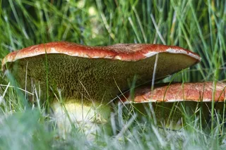 野生，蘑菇，秋季，季节，特写，群集