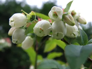 蜜蜂，越桔，花，授粉，工作，花园