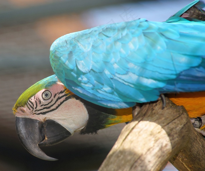 鹦鹉，阿拉，鸟，多彩，全身羽毛，动物，颜色