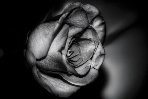 玫瑰，花，性质，黑白色，开花，盛开