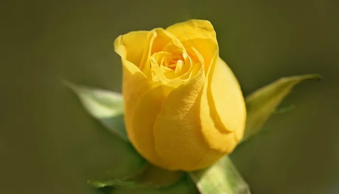 玫瑰，花，开花，黄色，黄色花
