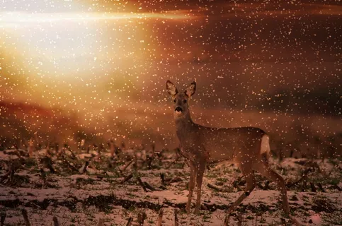 ，野，红鹿，场，草地，性质