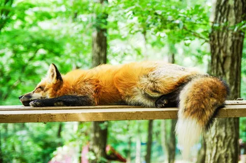 动物，狐狸，睡眠，睡觉，可爱