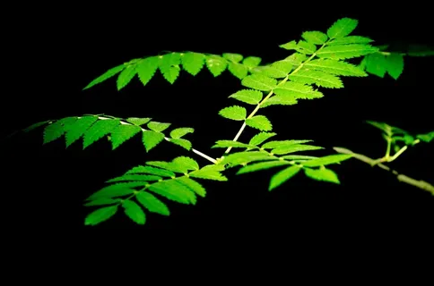 叶子，多彩，绿色，季节，夏天，阳光明媚，太阳