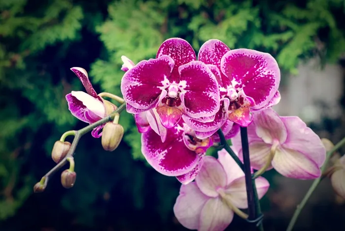 兰花，花，开花，异国情调，紫色