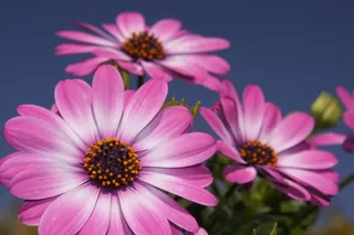 花，春天，蓝色，宏