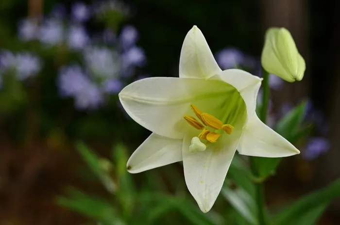 盛开的百合花的特写