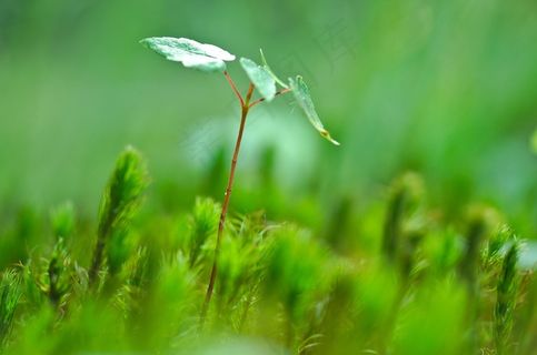 树，年轻，新芽，宏，特写，射击，新鲜