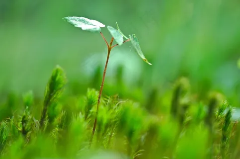 树,年轻,新芽,宏,特写,射击,新鲜 树,年轻,新芽,宏,特写,射击,新鲜