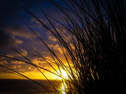 草，草，日落，关闭，心情，太阳，余辉