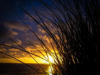 草，草，日落，关闭，心情，太阳，余辉