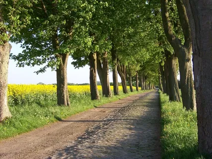 车道，大道，油菜，树木，景观