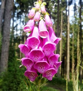 顶针，五瓣，狐狸草药，炸弹药草，手套