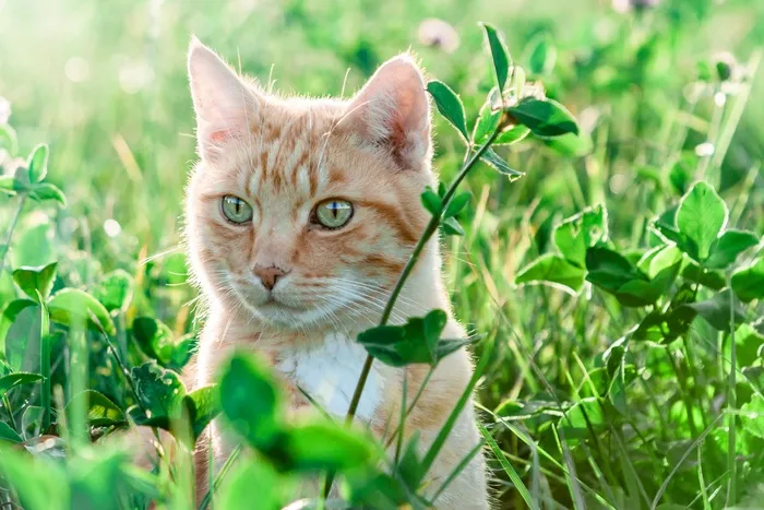 自然，猫，场，草地，草，动物，宠物