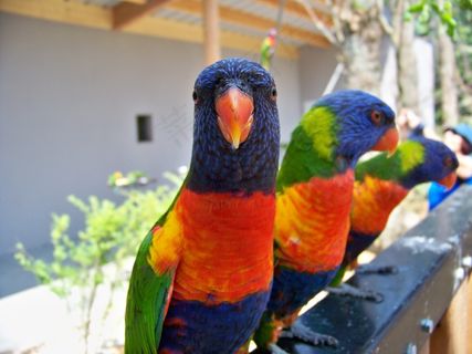 鸟，洛瑞，动物，洛瑞红，鸟嘴，颜色