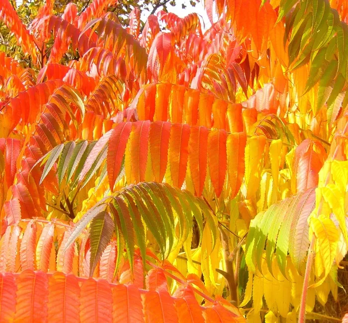 苏马克，秋，秋天，叶子，叶子，季节，黄色