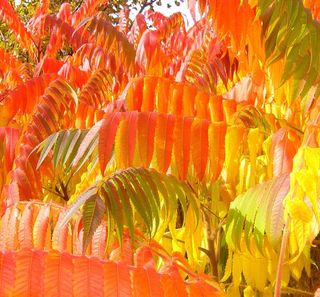 苏马克，秋，秋天，叶子，叶子，季节，黄色