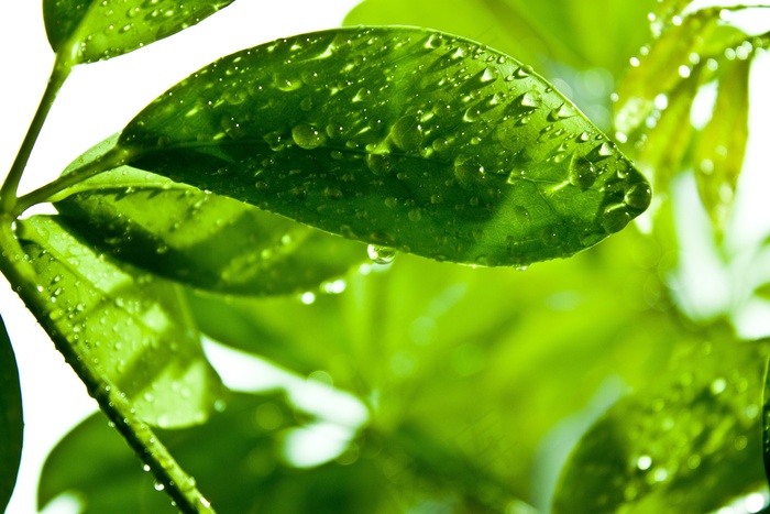 绿色，光影，颜色