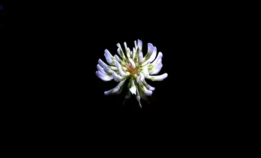 花,夜,自然,植物,光,春天,黑暗 花,夜,自然,植物,光,春天,黑暗