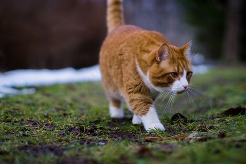 猫，西伯利亚，橙色，动物，猫的，家养