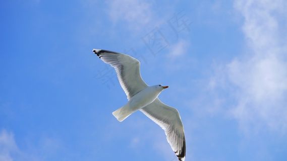 海鸥，鸟，Seevogel，机翼，海岸，云团，天空