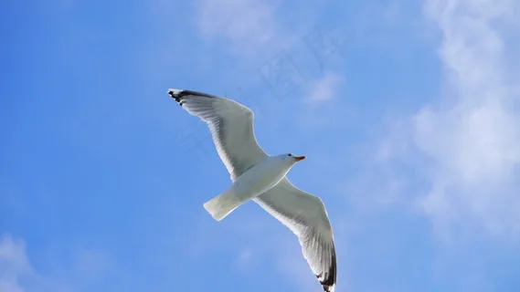 海鸥,鸟,Seevogel,机翼,海岸,云团,天空 海鸥,鸟,Seevogel,机翼,海岸,云团,天空