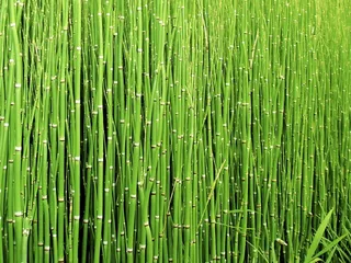 冲刺马尾，植物，自然，绿色