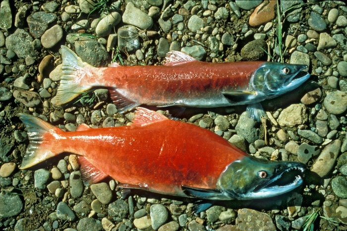红鲑鱼，红鲑鱼，红鲑鱼，红色，海滩