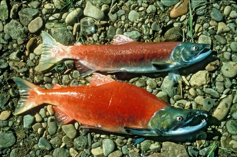 红鲑鱼，红鲑鱼，红鲑鱼，红色，海滩