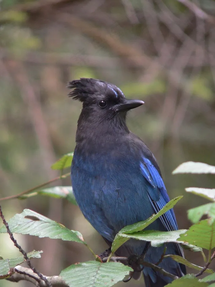 鸟，蓝鸟，加拿大，Cyanocitta Cristata