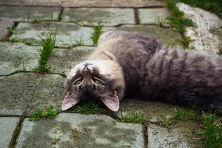 猫，查看，灰色