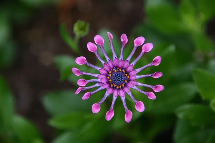 非洲雏菊,蓝目菊,非洲菊,蓝眼菊,花卉,红仙人掌花的透视镜头