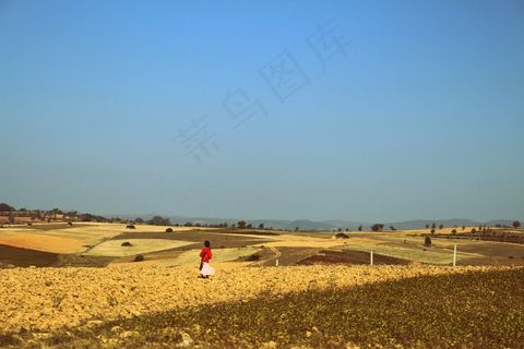 女孩，步行，向日葵田，昂潘，缅甸