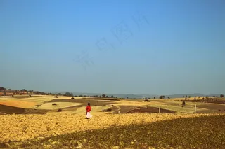 女孩，步行，向日葵田，昂潘，缅甸