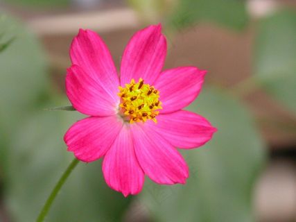 花，Fuscia，大自然